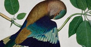 Indian Miniature Painting Birds