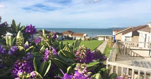 golden bay holiday village purple flowers