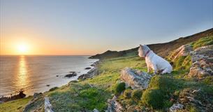 The Great Dog Walk Together