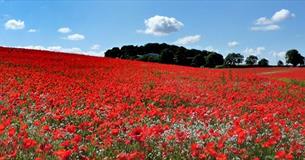 D-Day 75th Anniversary Wreath Laying Service