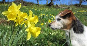 Daffodils and Spring Flowers