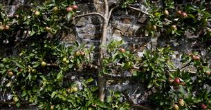 Apple Day