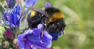Evening Talks at Quince Honey Farm: "World of Bumblebees" and "Magical insects of Quince Honey Farm"