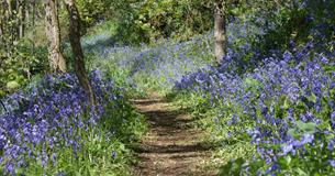 Bluebell Sundays