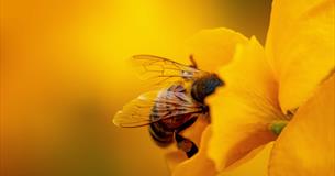 bee