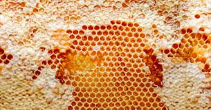 Honey Talk & Tasting Experience