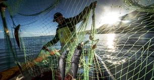 Clovelly Herring Festival