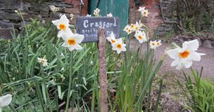 Daffodils and Spring Flowers