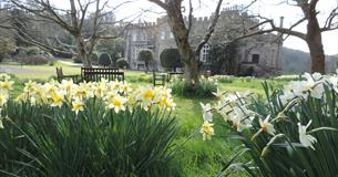 daffodil day hartland abbey