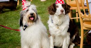 Doggy Summer Fete