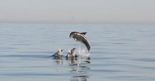 All At Sea - Talk by Sue Sayer