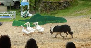 Farmyard Show