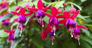 Flower Festival in Fuchsia Valley