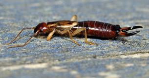 October Half Term – Deadliest Plants and Bugs