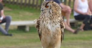 Sheepdog & Falconry
