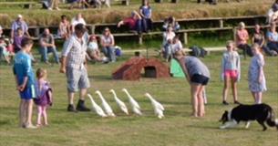 Sheepdog & Falconry Display