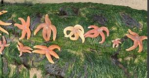 Rockpool Ramble