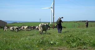 North Devon Moving Image | Down on the Farm