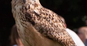 Meet The Birds Of Prey