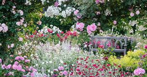 Rose Festival