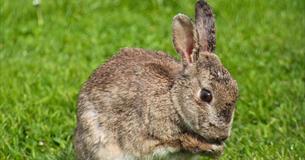 Wildlife photography competition
