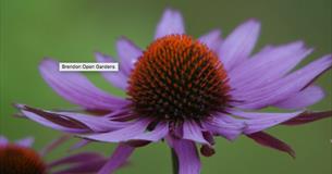 Brendon Open Gardens