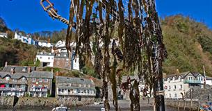 Seaweed Festival, in aid of the North Devon Hospice