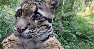 Exmoor Zoo