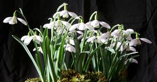 Snowdrop Weekend