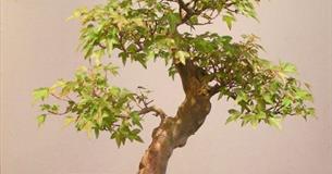 Bonsai Weekend