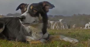 Sheepdog & Falconry Display