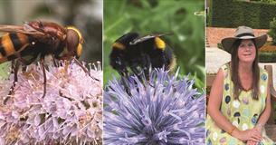 Bee Safari with Jean Vernon