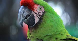 DR DOLITTLE - OUTDOOR THEATRE - 5 YRS+