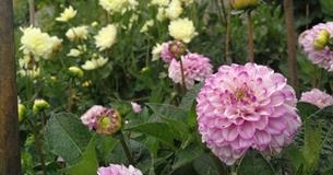 British Cut Flower Show