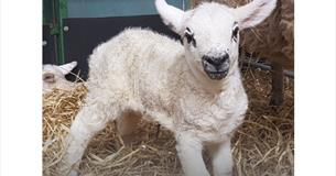Lambing Live during February Half Term at The BIG Sheep