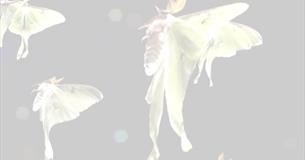 The Marvel of Moths at Trimstone Manor