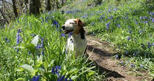 Bluebell Day