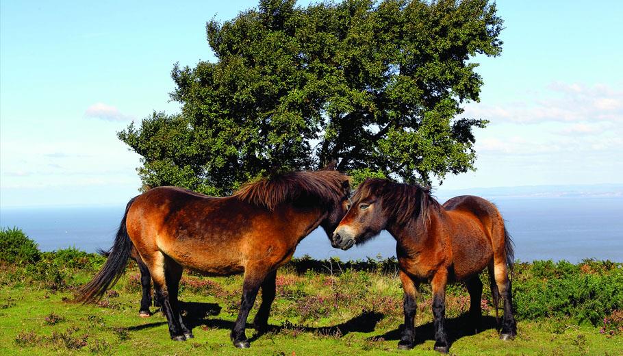 Exmoor ponies