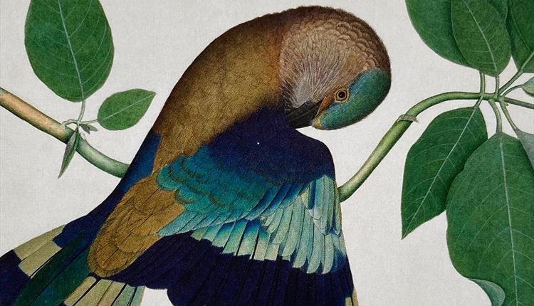 Indian Miniature Painting Birds