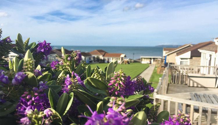 golden bay holiday village purple flowers