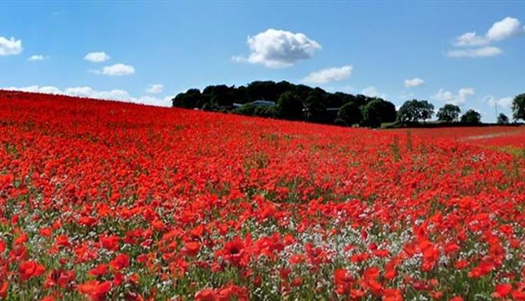 D-Day 75th Anniversary Wreath Laying Service