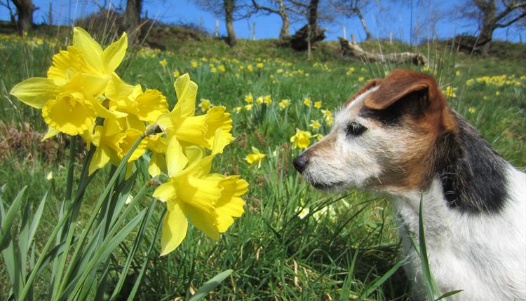 Daffodils and Spring Flowers