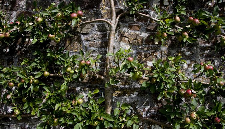 Apple Day