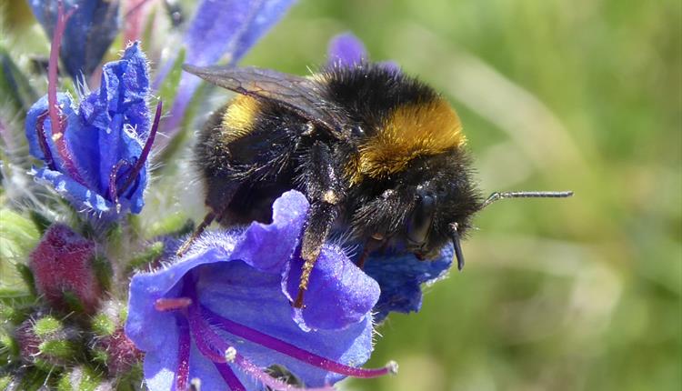 Evening Talks at Quince Honey Farm: "World of Bumblebees" and "Magical insects of Quince Honey Farm"