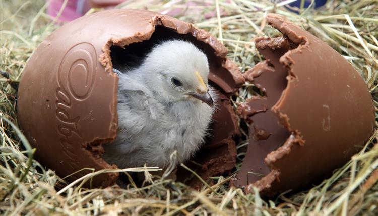Easter EGGStravaganza