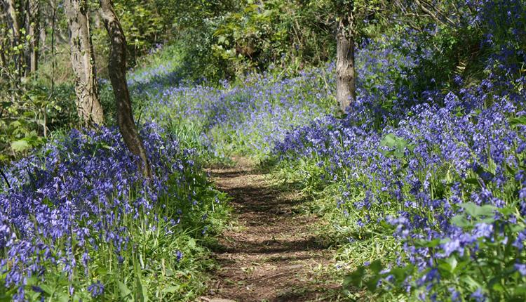 Bluebell Sundays