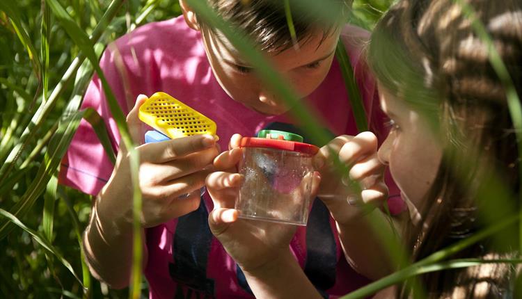 Ranger day: Bug hunting