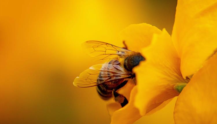 bee