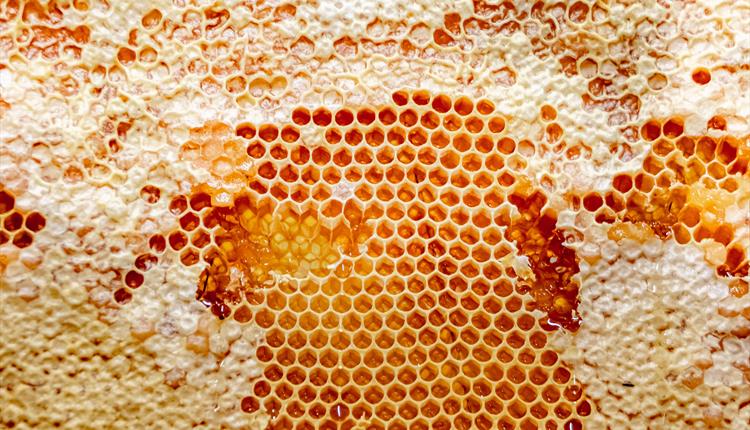 Honey Talk & Tasting Experience