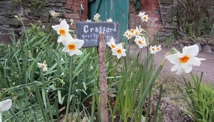 Daffodils and Spring Flowers